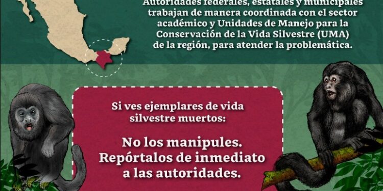 INVESTIGAN MUERTE DE FAUNA SILVESTRE EN TABASCO Y CHIAPAS 1 INVESTIGAN MUERTE DE FAUNA SILVESTRE EN TABASCO Y CHIAPAS