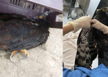 CALOR EXTREMO AFECTA A LA FAUNA EN SAN LUIS POTOSÍ