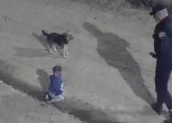 LOCALIZA A BEBÉ GATEANDO EN LA MADRUGADA; PERRITO DE LA FAMILIA NUNCA LO DEJÓ SOLO