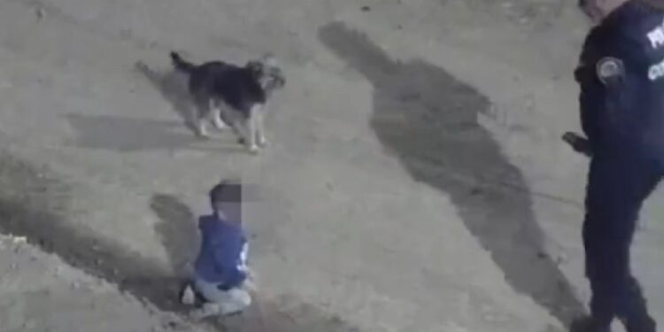 LOCALIZA A BEBÉ GATEANDO EN LA MADRUGADA; PERRITO DE LA FAMILIA NUNCA LO DEJÓ SOLO 1 LOCALIZA A BEBÉ GATEANDO EN LA MADRUGADA; PERRITO DE LA FAMILIA NUNCA LO DEJÓ SOLO
