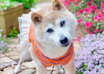 MUERE KABOSU, LA PERRA ICONO DE DOGECOIN