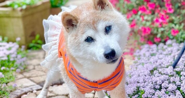 MUERE KABOSU, LA PERRA ICONO DE DOGECOIN