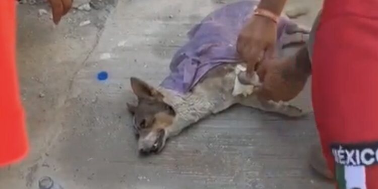 PROTECCIÓN CIVIL DE SALINAS VICTORIA BRINDA AUXILIO A CANINO ANTE OLA DE CALOR 1 img 9635 1