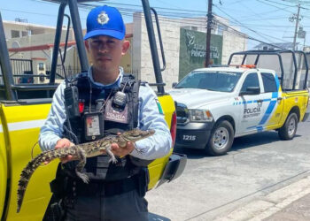 RESCATA POLICÍA DE MTY A CAIMÁN