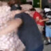 GOLPEAN A COMERCIANTES EN MERCADO DE ABASTOS DE SAN NICOLÁS 7 GOLPEAN A COMERCIANTES EN MERCADO DE ABASTOS DE SAN NICOLÁS