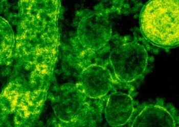 ALERTA EN JAPÓN: BACTERIA CARNÍVORA SE PROPAGA RÁPIDAMENTE