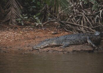 COMUNIDAD AUSTRALIANA ABATE COCODRILO QUE AMENAZABA A NIÑOS