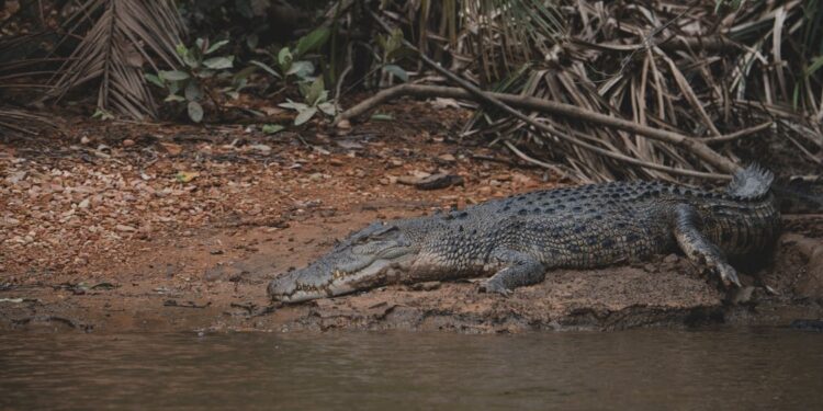 COMUNIDAD AUSTRALIANA ABATE COCODRILO QUE AMENAZABA A NIÑOS
