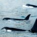 ESPAÑA SOLICITA AYUDA INTERNACIONAL POR ATAQUES DE ORCAS 7 ESPAÑA SOLICITA AYUDA INTERNACIONAL POR ATAQUES DE ORCAS