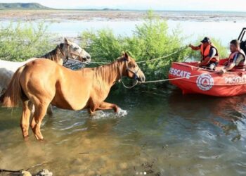 RESCATAN MÁS DE 40 CABALLOS ATRAPADOS EN CERRO PRIETO