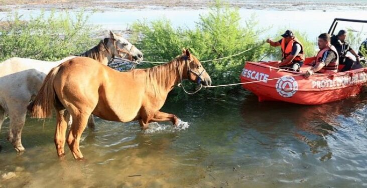 RESCATAN MÁS DE 40 CABALLOS ATRAPADOS EN CERRO PRIETO 1 RESCATAN MÁS DE 40 CABALLOS ATRAPADOS EN CERRO PRIETO