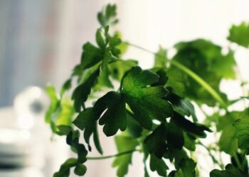 PRECIO DEL CILANTRO SE DISPARA HASTA 100 PESOS EN AGUASCALIENTES