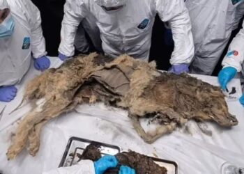 DESCUBREN LOBO PREHISTÓRICO DE 44 MIL AÑOS EN PERFECTO ESTADO