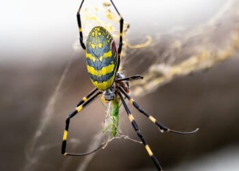 ALARMA EN EEUU POR INVASIÓN DE ARAÑAS VOLADORAS VENENOSAS