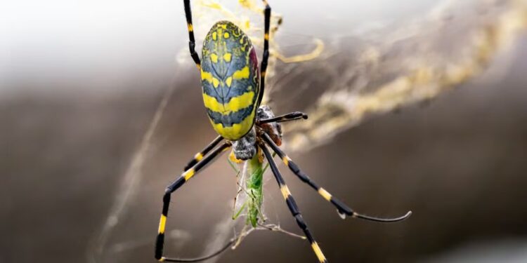 ALARMA EN EEUU POR INVASIÓN DE ARAÑAS VOLADORAS VENENOSAS 1 ALARMA EN EEUU POR INVASIÓN DE ARAÑAS VOLADORAS VENENOSAS