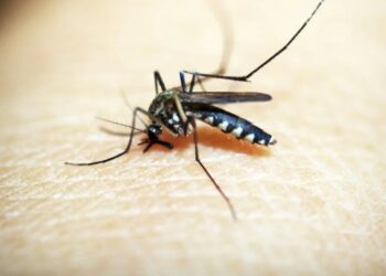 MUERE NIÑO POR DENGUE; HAY 27 CASOS EN NL