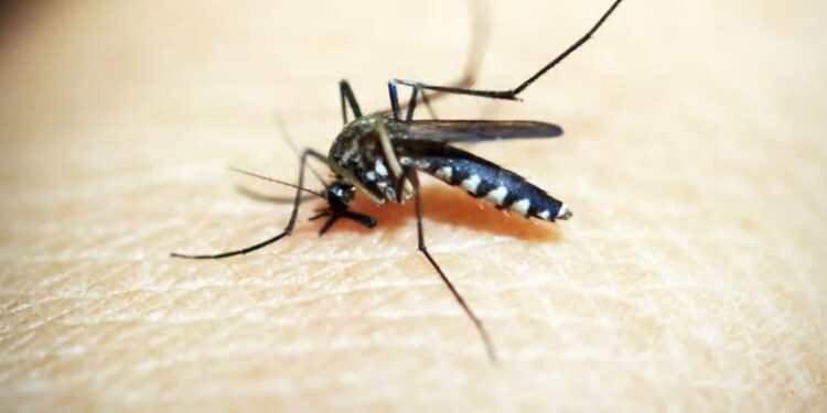 MUERE NIÑO POR DENGUE; HAY 27 CASOS EN NL 1 MUERE NIÑO POR DENGUE; HAY 27 CASOS EN NL