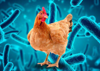 ALERTA POR GRIPE AVIAR EN MÉXICO: CAUSAS Y SÍNTOMAS A TENER EN CUENTA