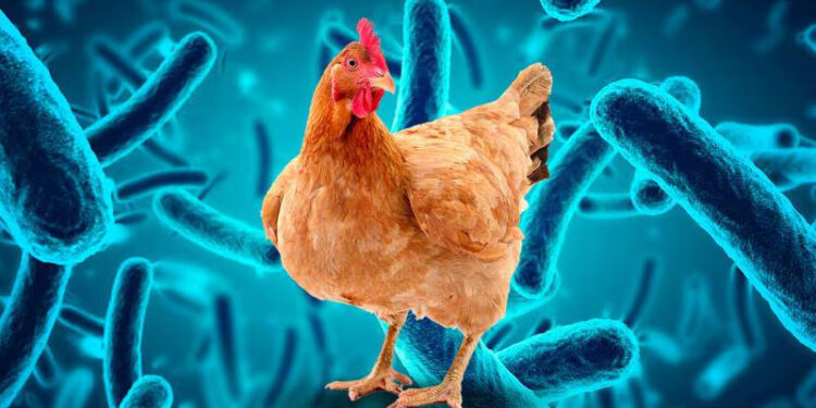 ALERTA POR GRIPE AVIAR EN MÉXICO: CAUSAS Y SÍNTOMAS A TENER EN CUENTA