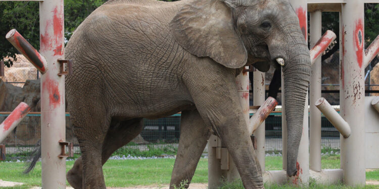 TENDRÁ ELEFANTE 'MONTY' FESTEJO EN LA PASTORA 1 TENDRÁ ELEFANTE ‘MONTY’ FESTEJO EN LA PASTORA