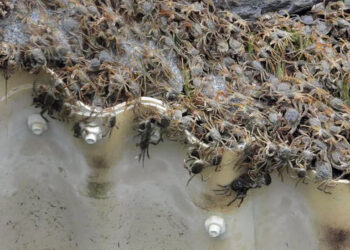 INVASIÓN DE CANGREJOS PELUDOS ATERRA A PESCADORES EN NUEVA YORK