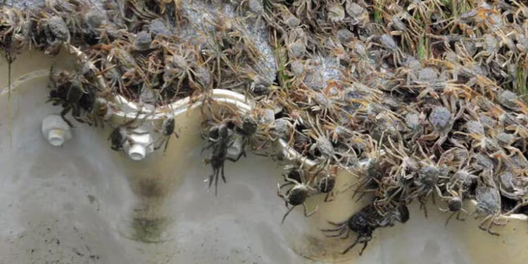 INVASIÓN DE CANGREJOS PELUDOS ATERRA A PESCADORES EN NUEVA YORK 1 INVASIÓN DE CANGREJOS PELUDOS ATERRA A PESCADORES EN NUEVA YORK