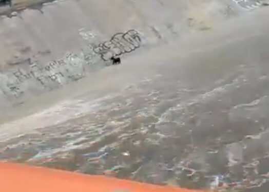 PERRITO QUEDA ATRAPADO EN ARROYO EL OBISPO 1 PERRITO QUEDA ATRAPADO EN ARROYO EL OBISPO