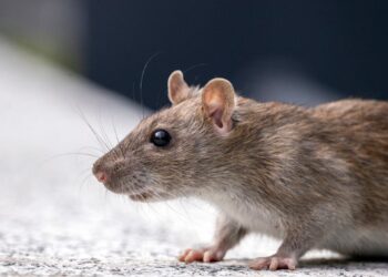 PARÍS COMBATE LAS RATAS ANTES DE LOS JUEGOS OLÍMPICOS