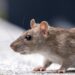 PARÍS COMBATE LAS RATAS ANTES DE LOS JUEGOS OLÍMPICOS 7 PARÍS COMBATE LAS RATAS ANTES DE LOS JUEGOS OLÍMPICOS
