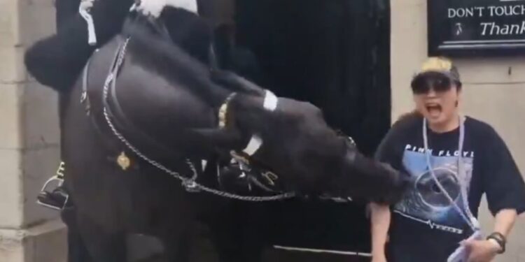 FOTO PAL FACE… Y LA MUERDE CABALLO DE LA GUARDIA REAL 1 FOTO PAL FACE… Y LA MUERDE CABALLO DE LA GUARDIA REAL