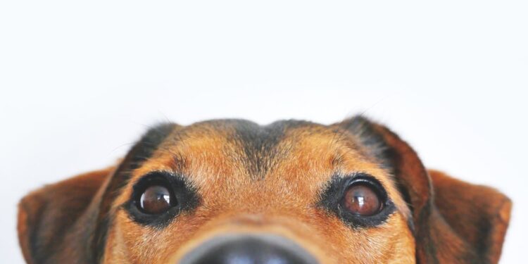 ALERTAN SOBRE INCREMENTOS EN CASOS DE PARVOVIRUS CANINO 1 ALERTAN SOBRE INCREMENTOS EN CASOS DE PARVOVIRUS CANINO