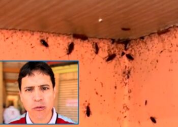 CLAUSURA ALCALDE FONDA INFESTADA DE CUCARACHAS