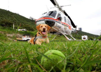JOE, EL PERRO RESCATISTA DE PROTECCIÓN CIVIL NL, PREPARA SU JUBILACIÓN