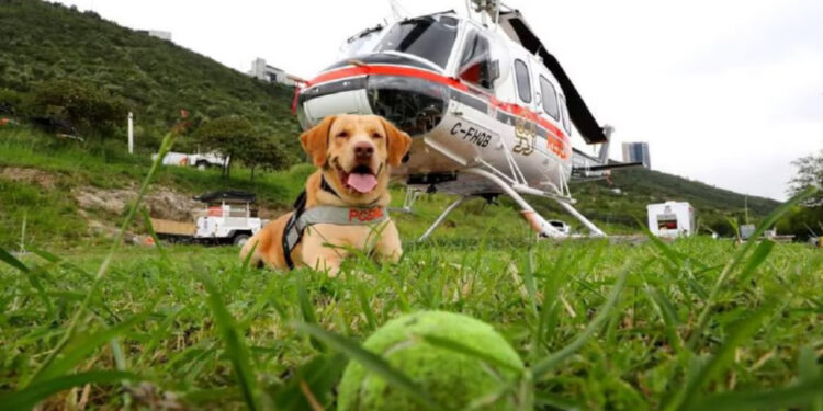 JOE, EL PERRO RESCATISTA DE PROTECCIÓN CIVIL NL, PREPARA SU JUBILACIÓN