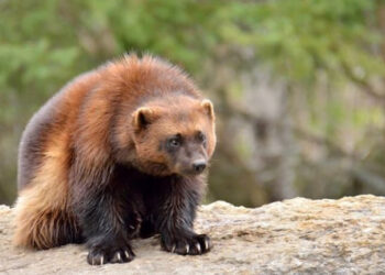 LA INSPIRACIÓN DETRÁS DE WOLVERINE: NO ES UN LOBO