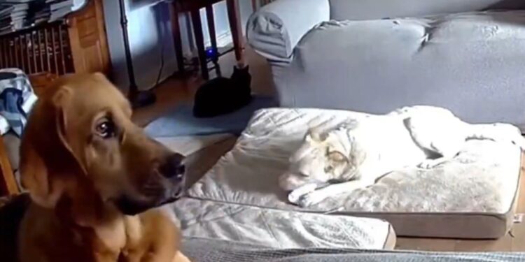 MUERDE PERRO BATERÍA DE CELULAR Y CAUSA INCENDIO 1 MUERDE PERRO BATERÍA DE CELULAR Y CAUSA INCENDIO