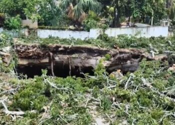 INVESTIGAN COLAPSO DE CENOTE EN XOCEN Y CAÍDA DE CEIBA SAGRADA