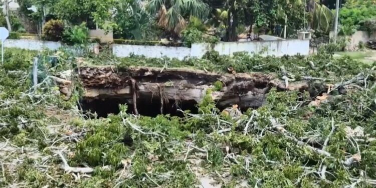INVESTIGAN COLAPSO DE CENOTE EN XOCEN Y CAÍDA DE CEIBA SAGRADA