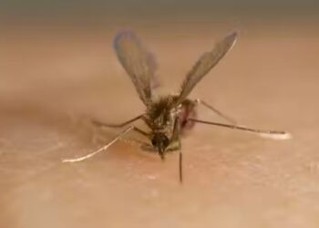 BROTE DE VIRUS CHANDIPURA EN INDIA