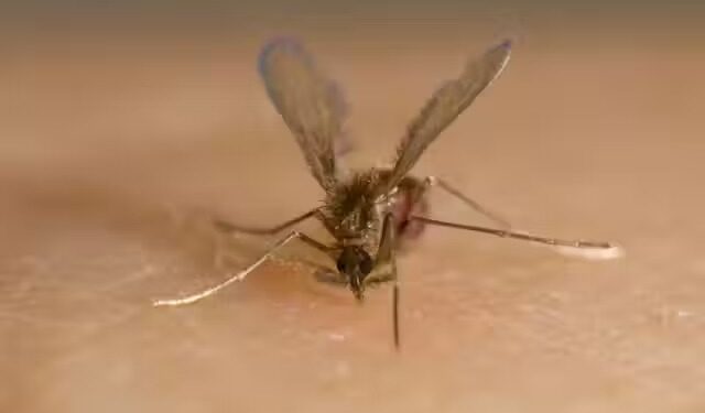 BROTE DE VIRUS CHANDIPURA EN INDIA 1 BROTE DE VIRUS CHANDIPURA EN INDIA