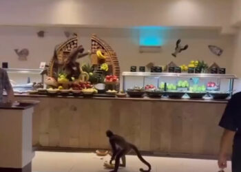 CHANGOS LADRONES SE HACEN VIRALES