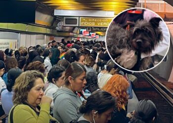 RESCATAN A DOS PERRITOS DE VÍAS DEL METRO