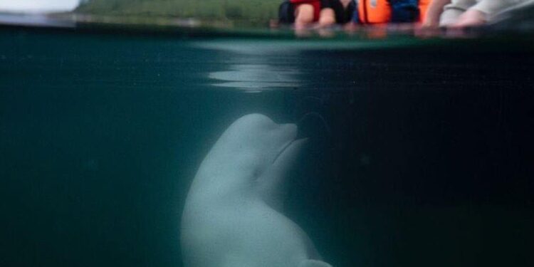 MUERE BALLENA "ESPÍA RUSA" EN AGUAS DE NORUEGA 1 MUERE BALLENA “ESPÍA RUSA” EN AGUAS DE NORUEGA