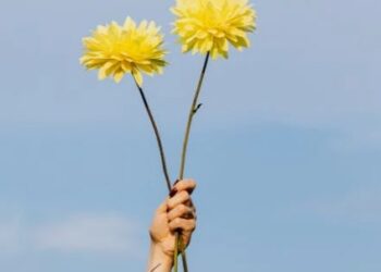 FLORES AMARILLAS: UNA TRADICIÓN QUE ENCIENDE LA PRIMAVERA EN PERÚ