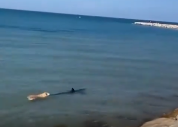 PERSIGUE PERRO… ¡A TIBURÓN!