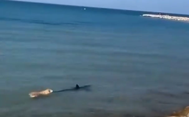 PERSIGUE PERRO… ¡A TIBURÓN! 1 PERSIGUE PERRO… ¡A TIBURÓN!