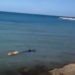 PERSIGUE PERRO… ¡A TIBURÓN!