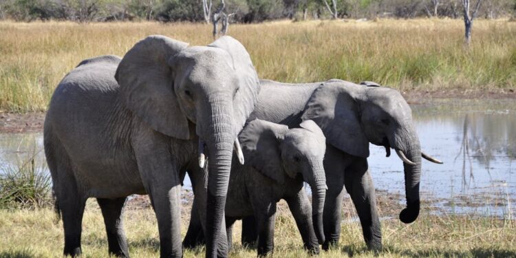 ZIMBABUE SACRIFICARÁ ELEFANTES PARA COMBATIR CRISIS ALIMENTARIA 1 ZIMBABUE SACRIFICARÁ ELEFANTES PARA COMBATIR CRISIS ALIMENTARIA