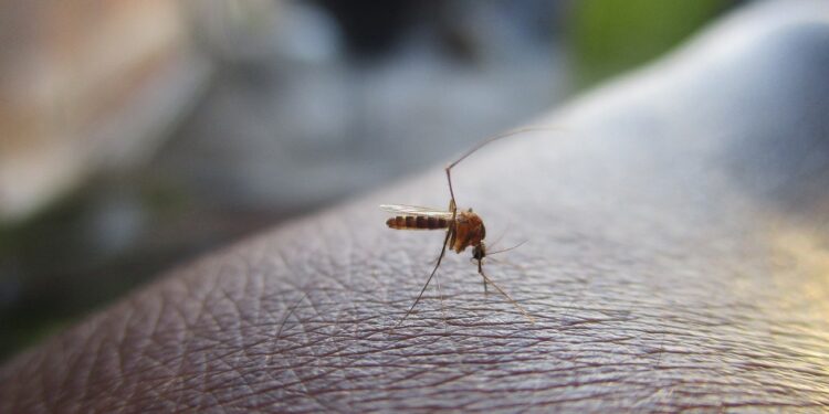 CONFIRMAN 9 MUERTES POR DENGUE EN NL 1 CONFIRMAN 9 MUERTES POR DENGUE EN NL