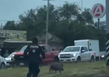 PERSIGUE TRÁNSITO A PUERCO EN LA NACIONAL